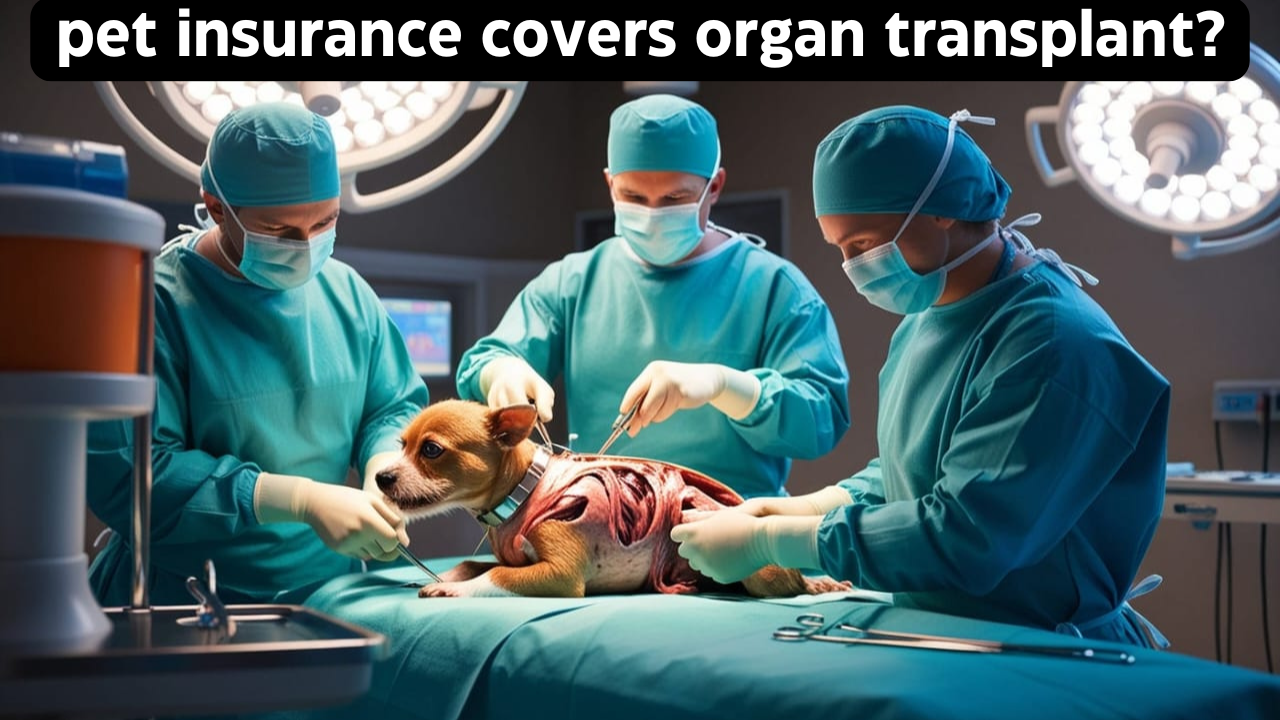 what-pet-insurance-covers-organ -transplant